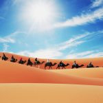 Camel Caravan in the Sahara
