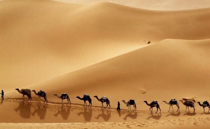 sahara camel caravan