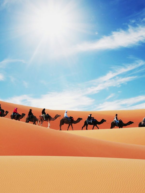 Camel Caravan in the Sahara