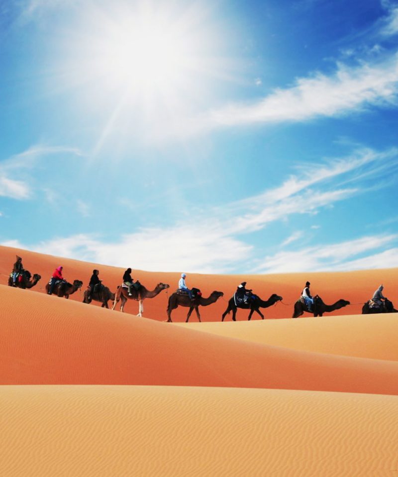 Camel Caravan in the Sahara