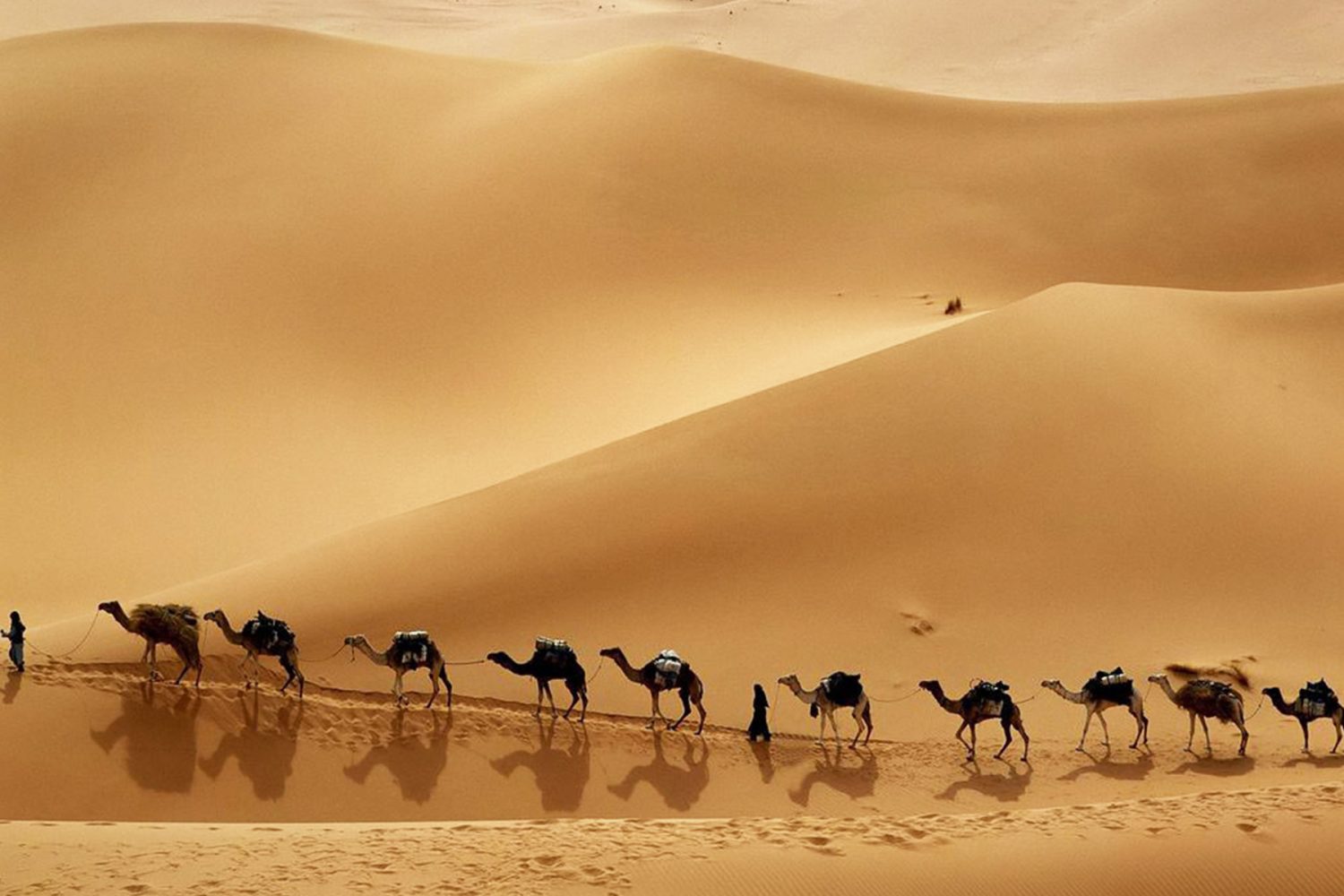 sahara camel caravan