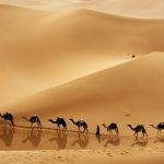 sahara camel caravan