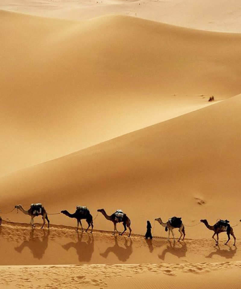 sahara camel caravan